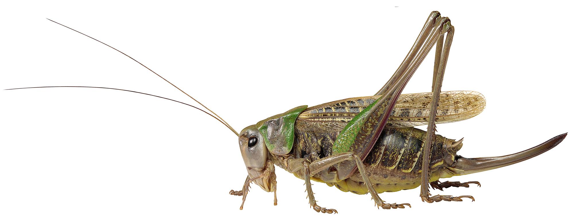 Кузнечик на белом фоне. Кузнечик белолобый Decticus albifrons. Серый кузнечик в доме. Кузнечик чай.